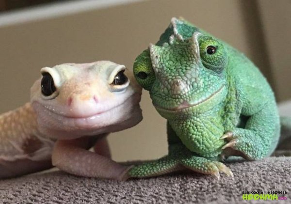 Животные тоже бывают в полном неадевате