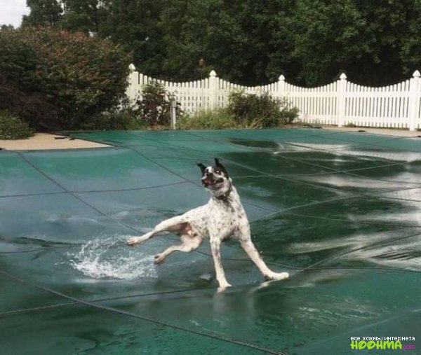 Животные - самые смешные герои интернета